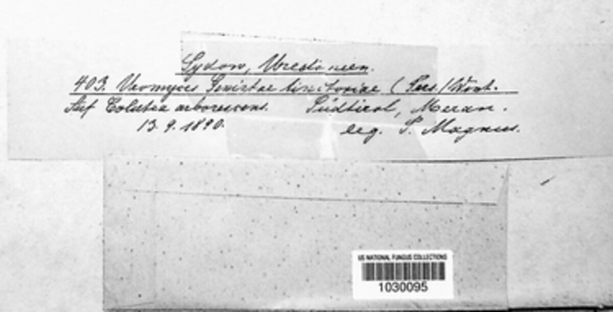Uromyces genistae image